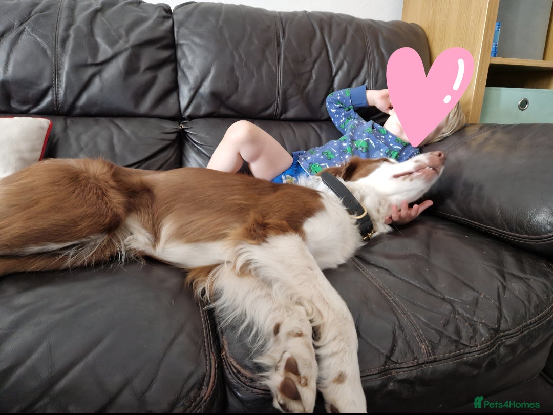 Border Collie dogs for sale: 4yr old Brown & White Border Collie Bitch - Advert 7