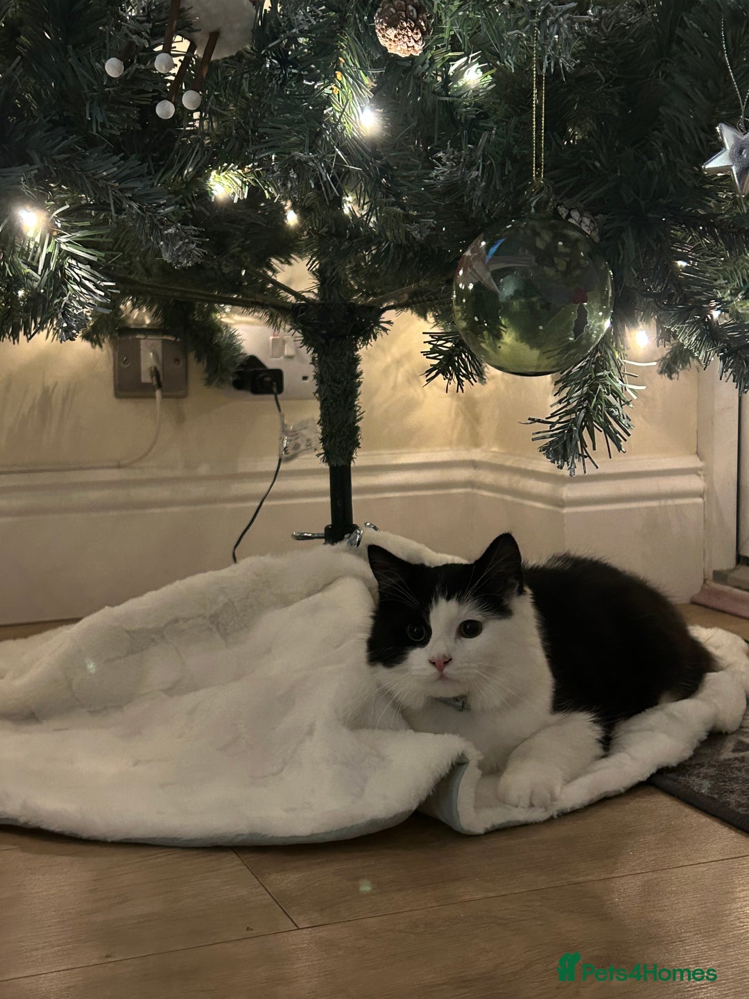 British Longhair cats for sale: Lovely black and white male FREE - Advert 1