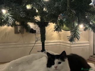 British Longhair cats Lovely black and white male FREE - Advert 1