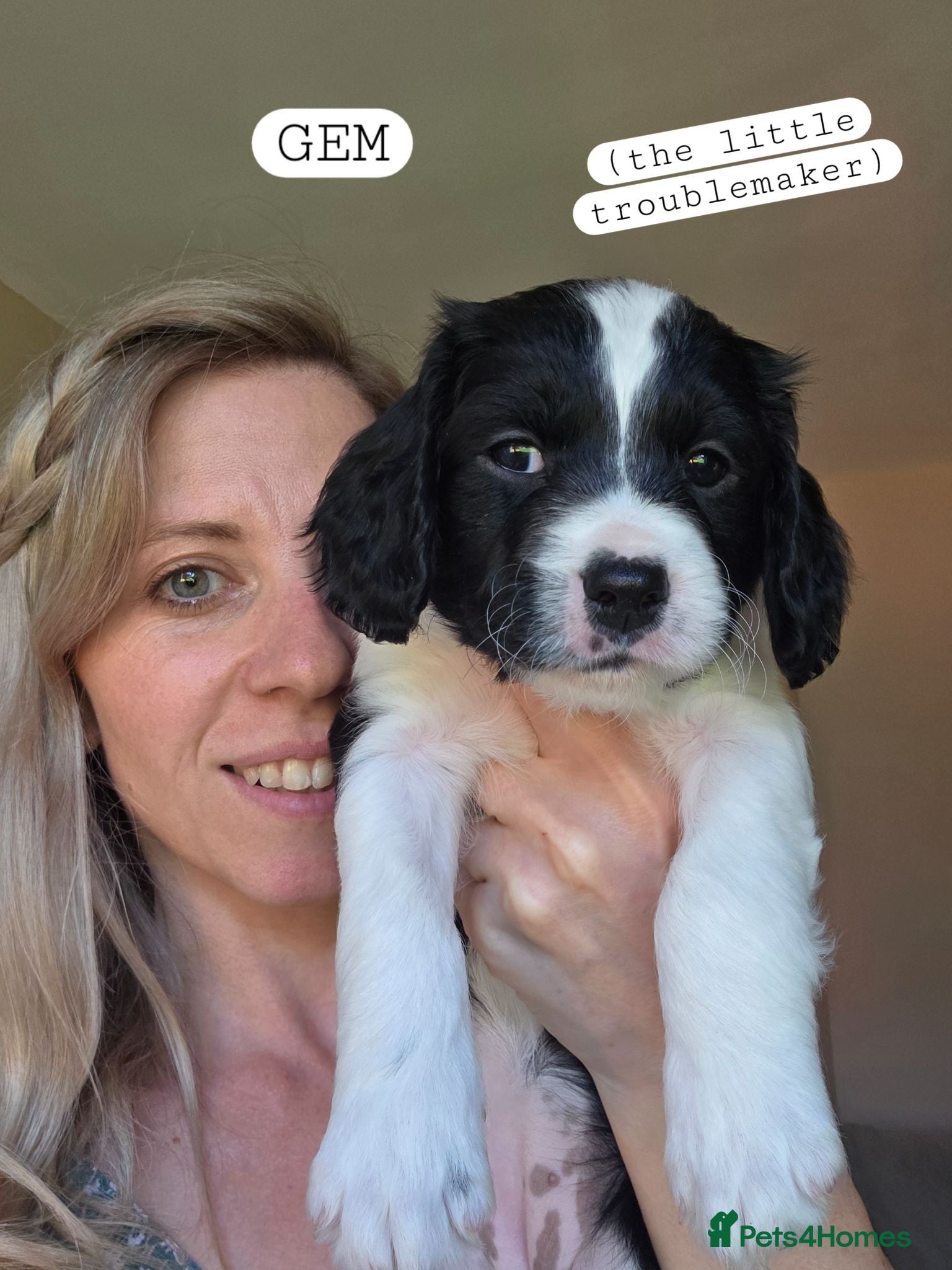 Mixed Breed dogs Bordoodle X Springer Spaniel puppies  - Advert 5