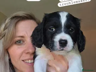 Mixed Breed dogs Bordoodle X Springer Spaniel puppies - Advert 5