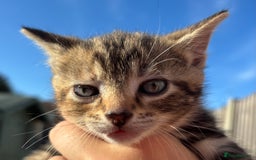 Mixed Breed cats for sale: 5 Gorgeous kittens available now - Image 37
