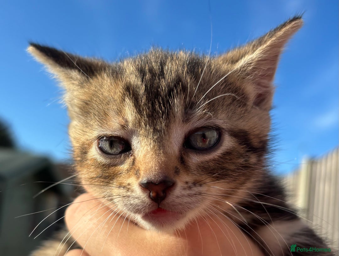 Mixed Breed cats for sale: 5 Gorgeous kittens available now - Image 37