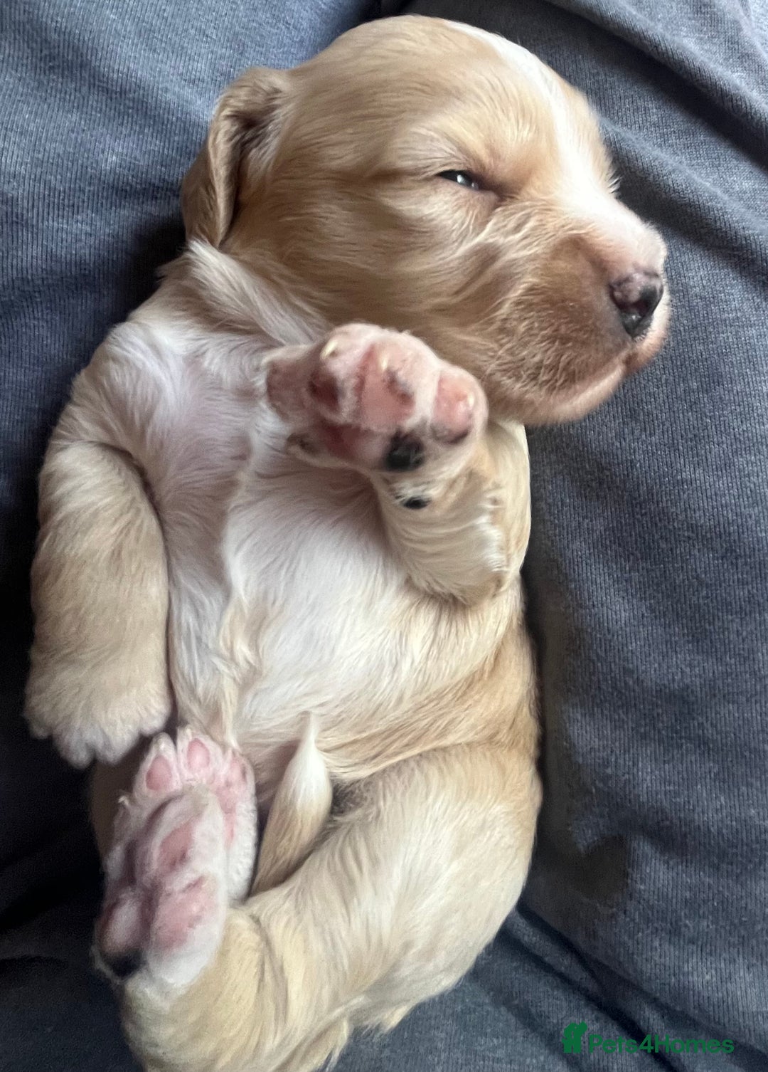 Cockapoo dogs for sale: Cockapoo X Coker spaniel  - Image 1