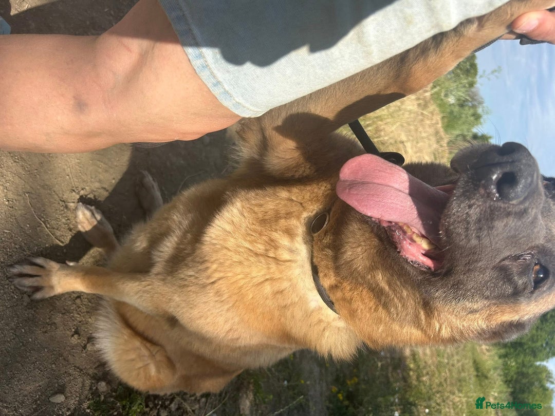 Belgian Shepherd Dog dogs for adoption: Ava - Norwich Norfolk  - Image 10