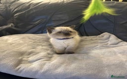 British Shorthair cats for sale: 5 gorgeous kittens available  - Image 7