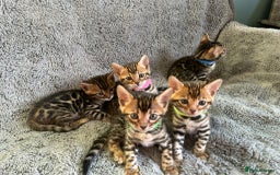 Bengal cats for stud: Rehoming 🔥 Clouded Bengal Stud TICA Amazing🔥 in Durham - Image 11