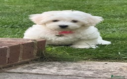 Maltese dogs for sale: Puppy - Image 16