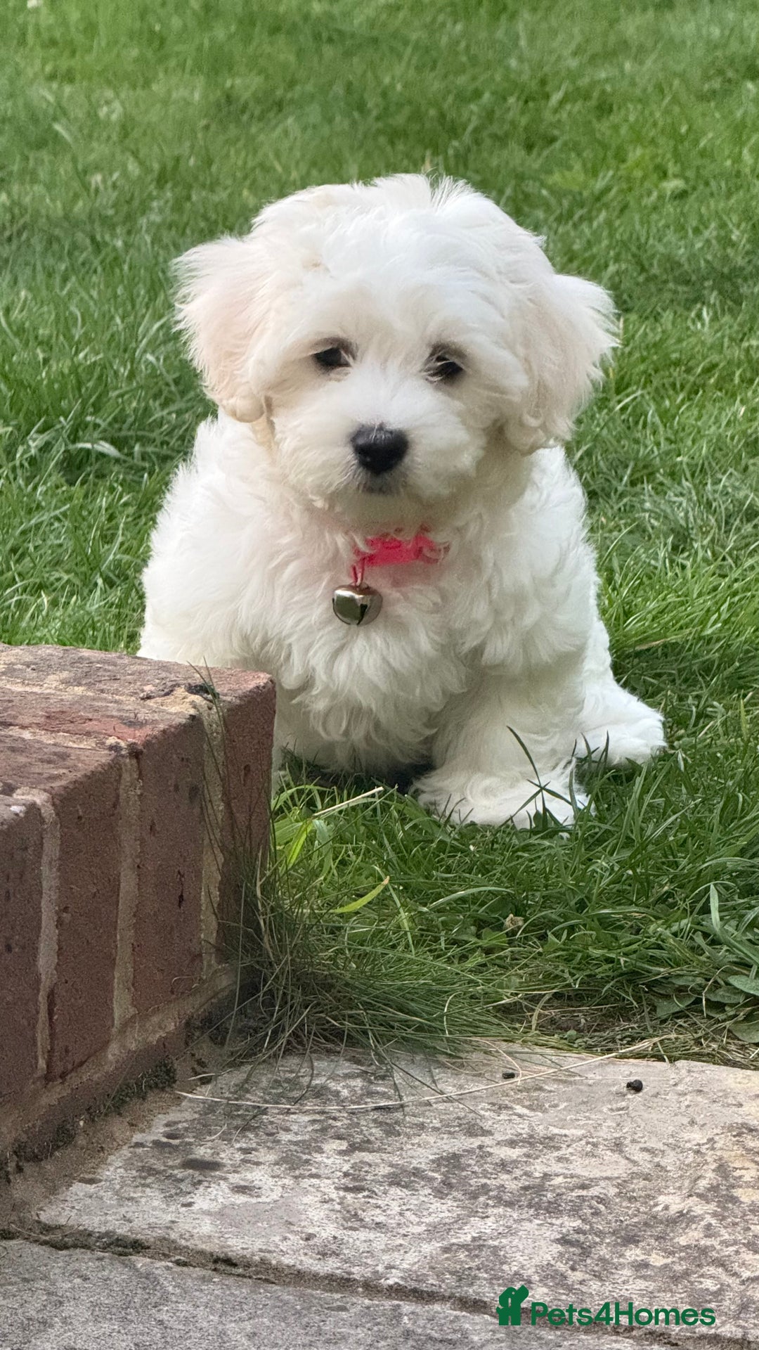 Maltese dogs for sale: Puppy - Image 16