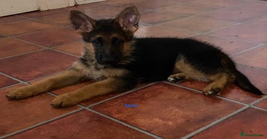 German Shepherd dogs - Advert 7