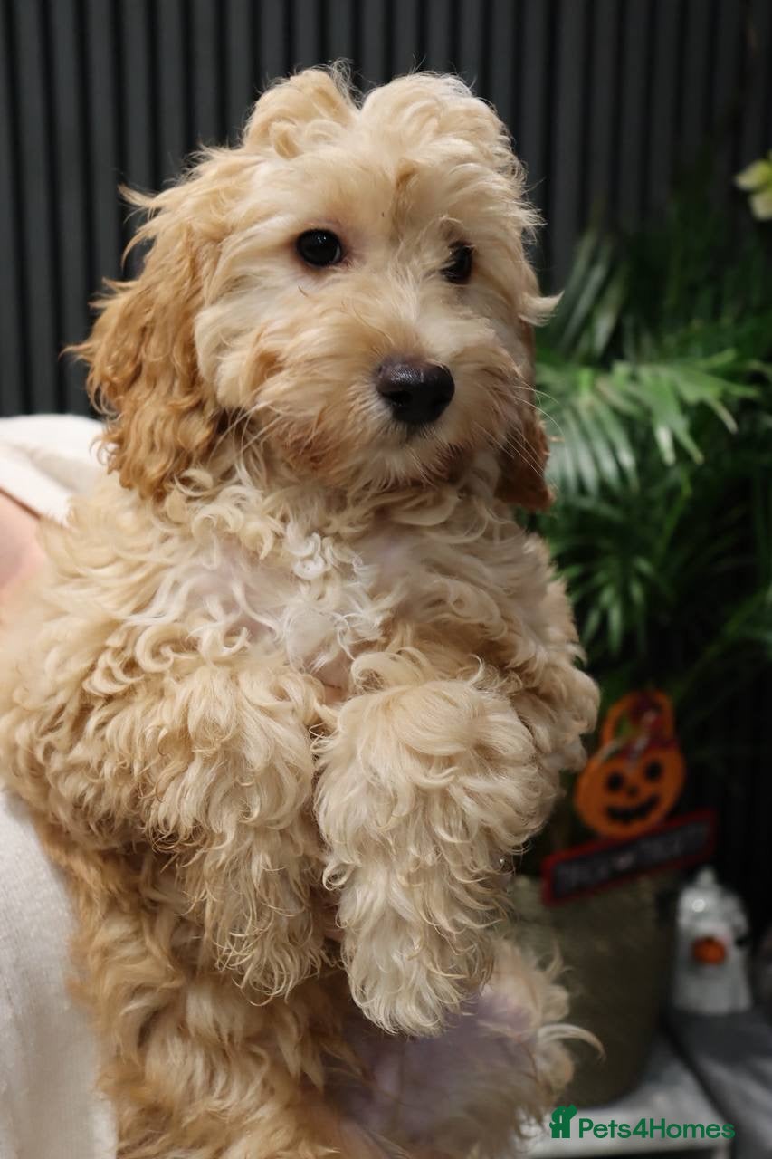 Cockapoo dogs Ready Health tested: Champion lines  F1 puppies  - Advert 1