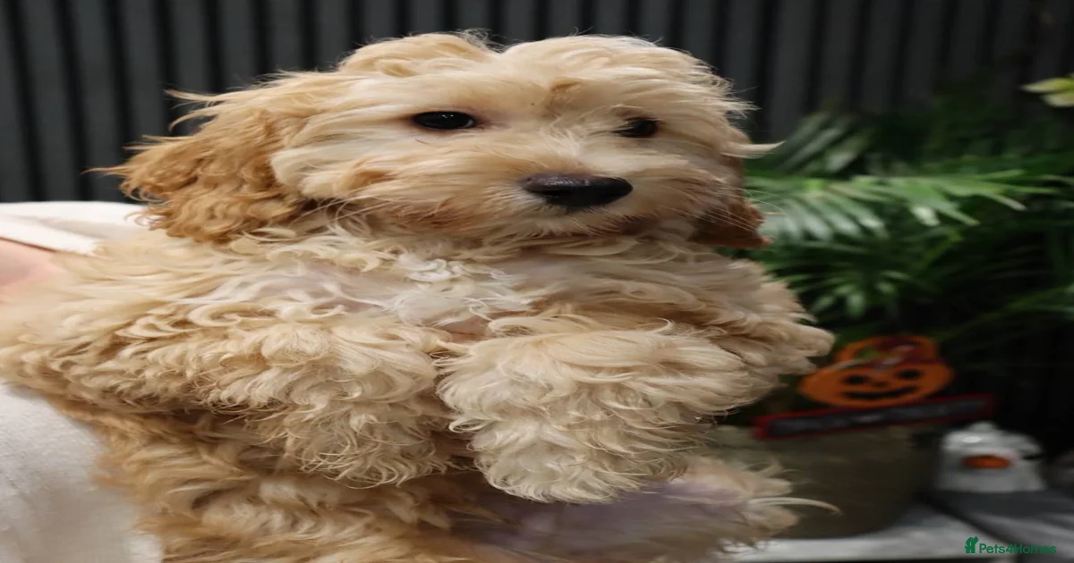Cockapoo Puppies for sale in Maidstone, Kent | Pets4Homes