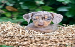 Miniature Dachshund dogs for sale: gorgeous Nice Dapple doxie pups shorthair - Image 5