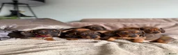 Miniature Dachshund dogs for sale: KC registered Miniature dachshunds red&shaded red - Advert 2