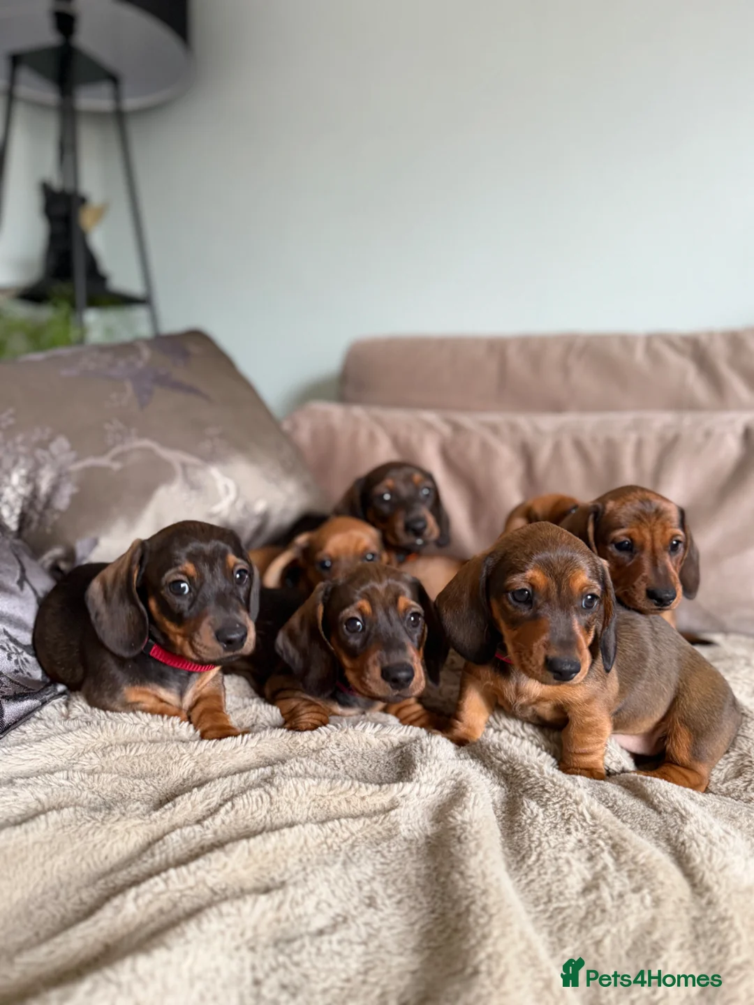 Miniature Dachshund dogs for sale: KC registered Miniature dachshunds red&shaded red - Advert 2