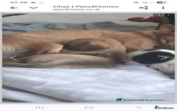 Chihuahua dogs for sale: Small pupies - Image 3