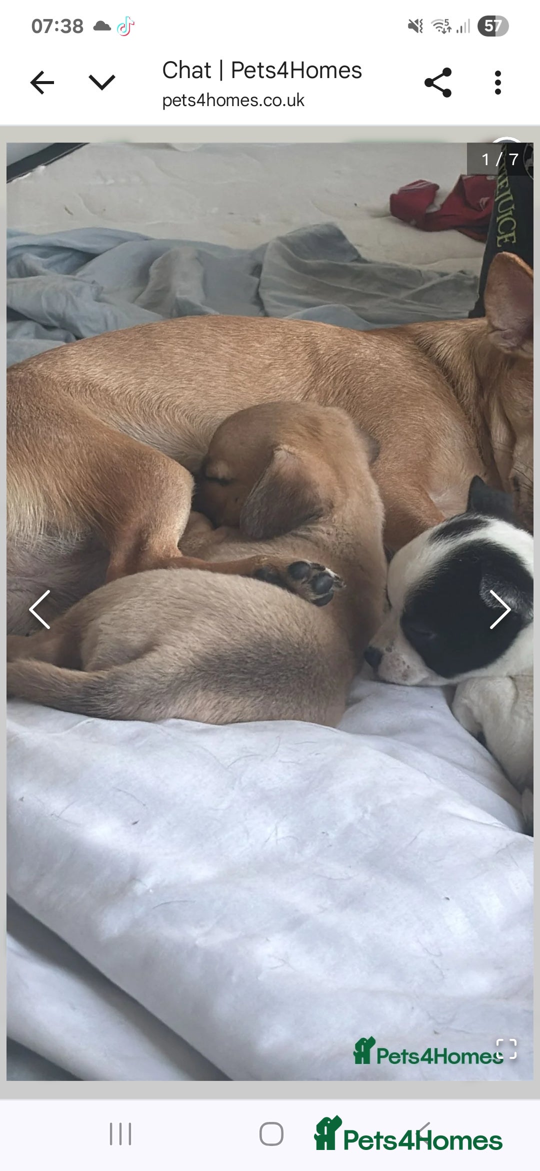 Chihuahua dogs for sale: Small pupies - Image 3