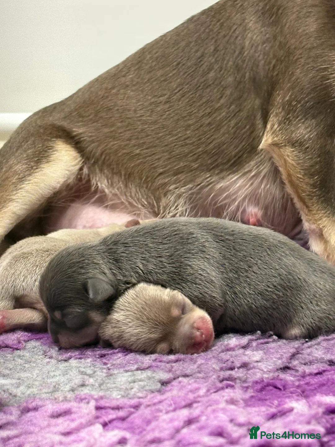 Chihuahua dogs for sale: 🎉BORN 25/12/25🎉. LAST BOY READY 13/03/26 💛💛💛 - Advert 13