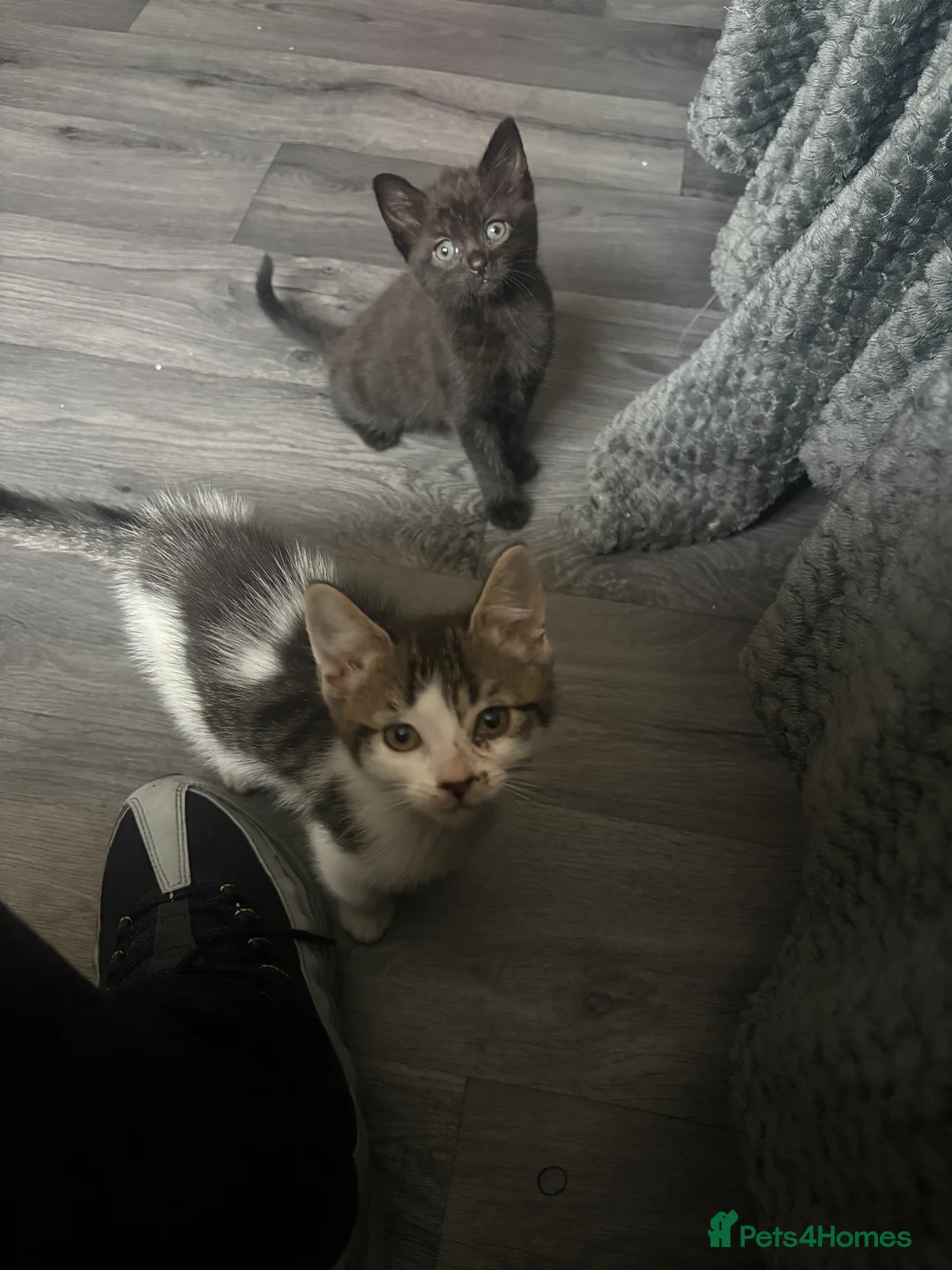 Mixed Breed cats for sale: Kittens  - Advert 2