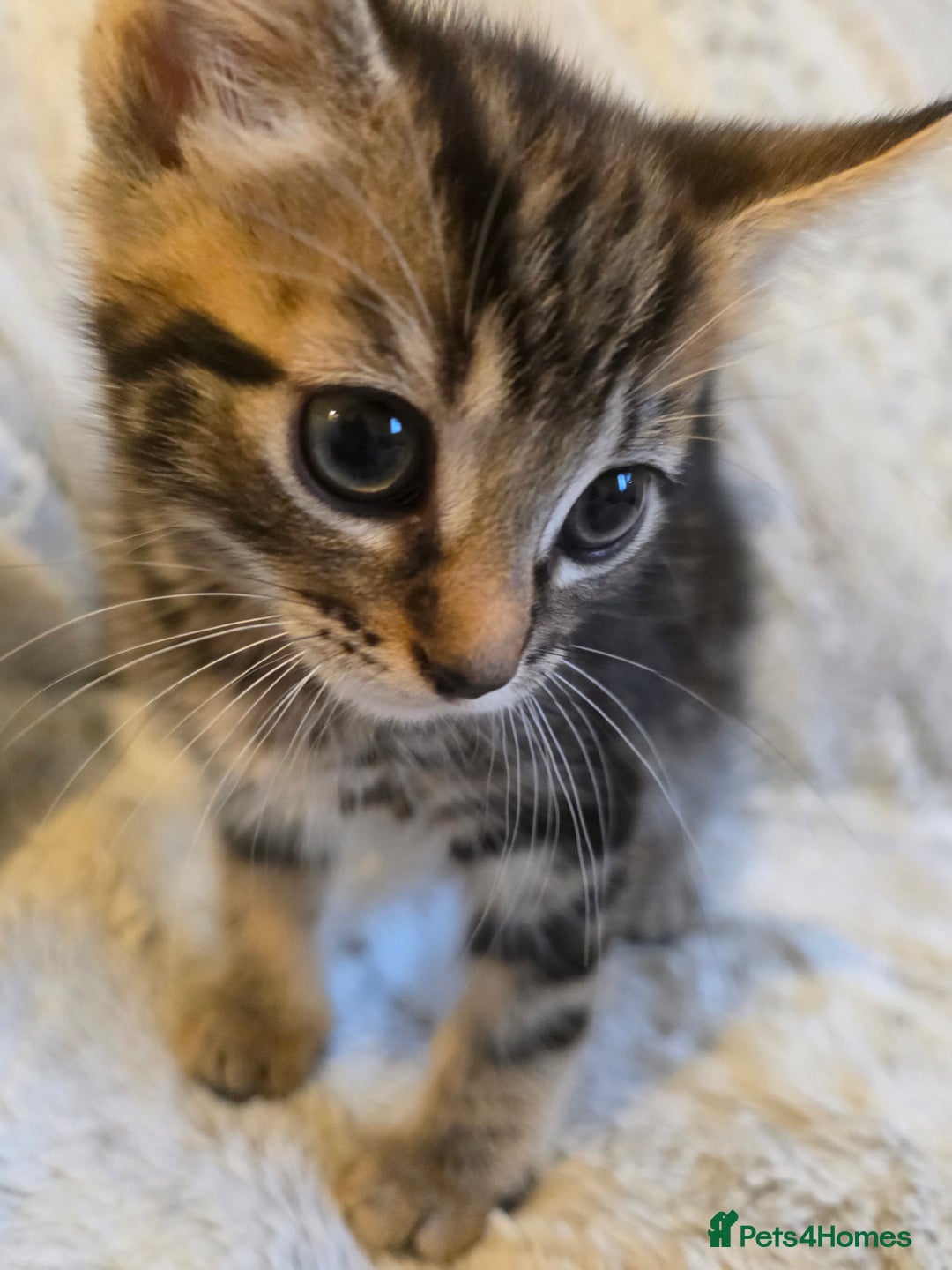 Mixed Breed cats for sale: 2 Male Stripy Kitten's - Advert 13