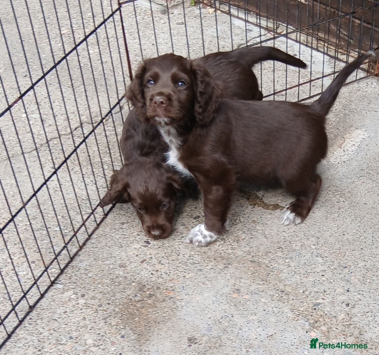 Cocker Spaniel dogs Cocker spaniels puppies  - Advert 5