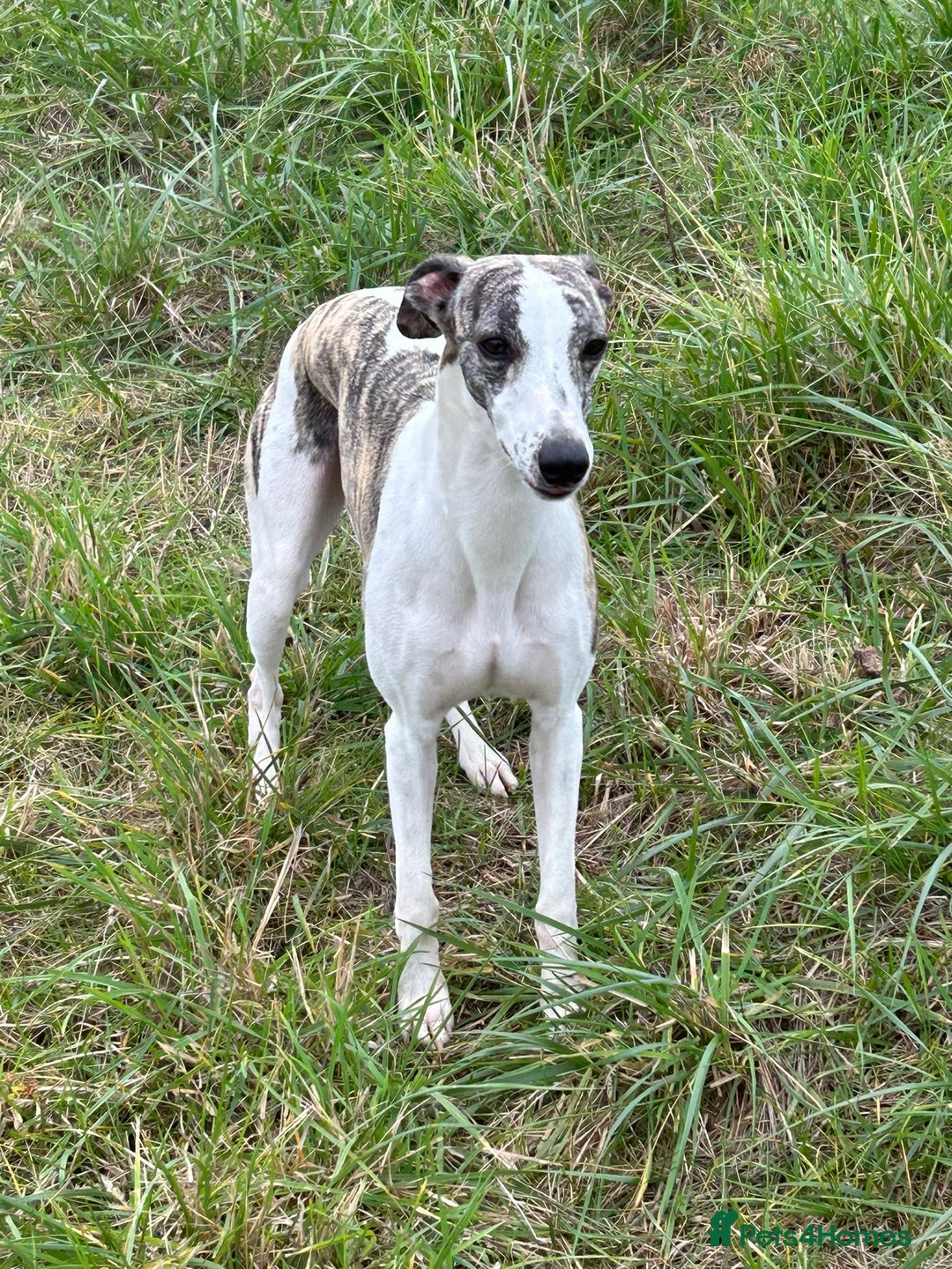 Whippet dogs for sale: A beautiful-well bred litter of small whippets  - Image 5