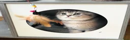 British Shorthair cats for sale: GCCF/TICA British Shorthair Kittens–Champion Lines - Advert 5