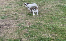 Jack Russell dogs for sale: Jack Russel puppies for sale - Image 7