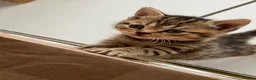 Mixed Breed cats for sale: Beautiful kittens  - Advert 27