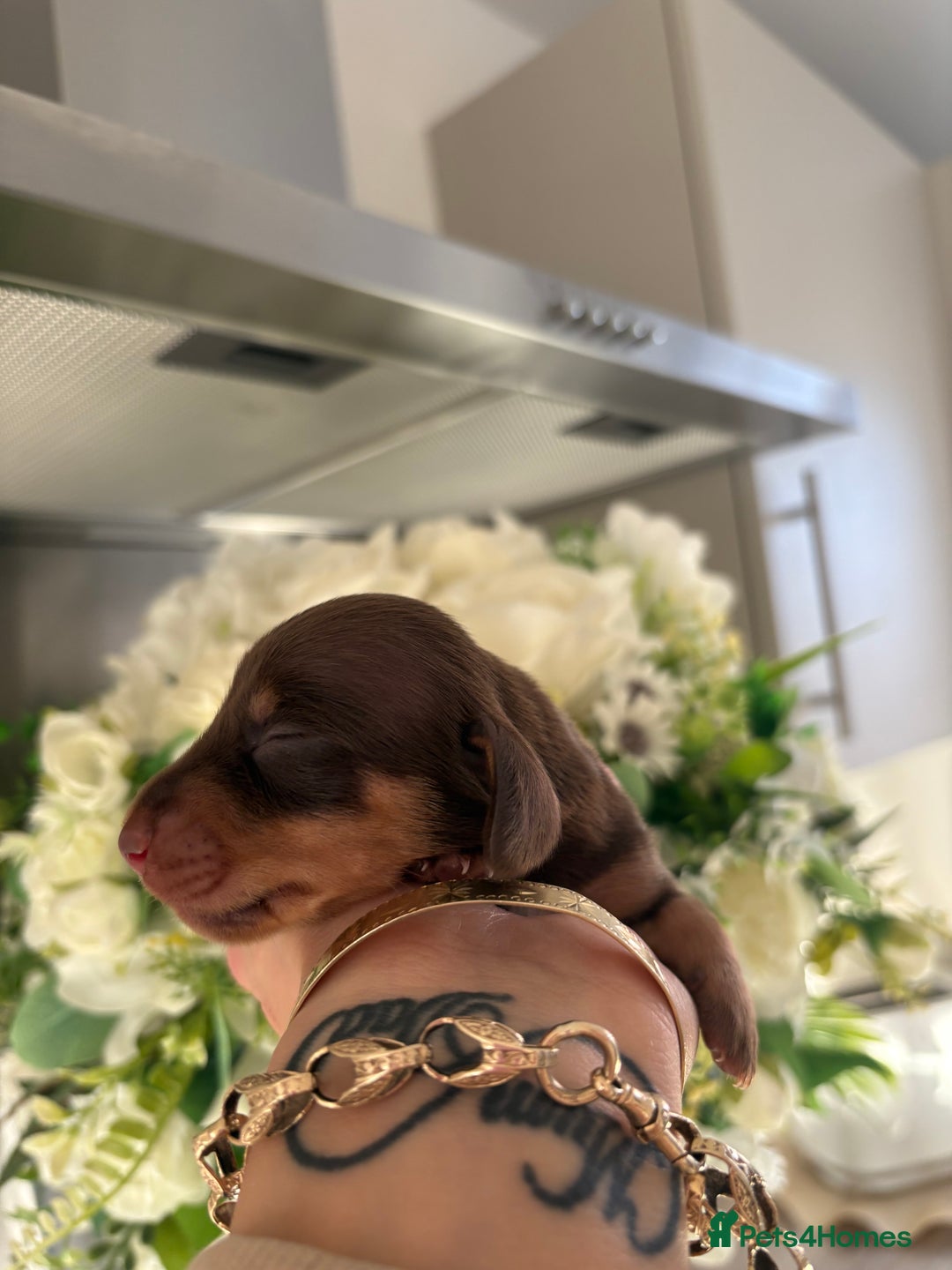 Miniature Dachshund dogs for sale: Stunning Mini Dachshunds 😍  - Image 7