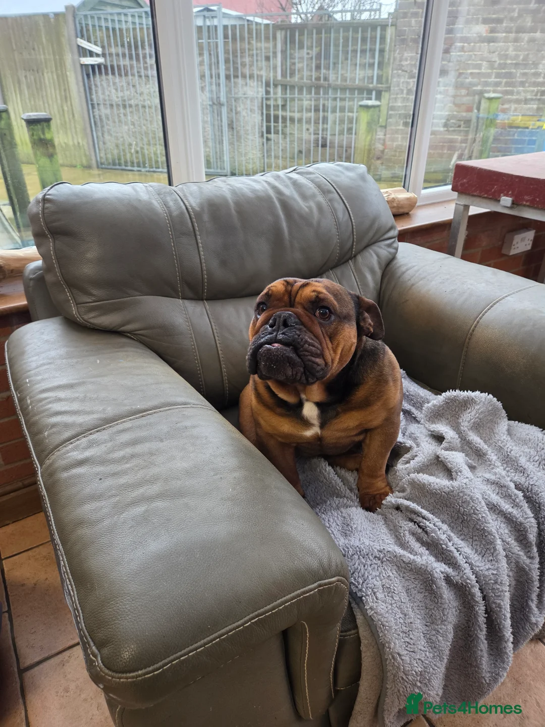 English Bulldog dogs for sale: English bulldog - Advert 12