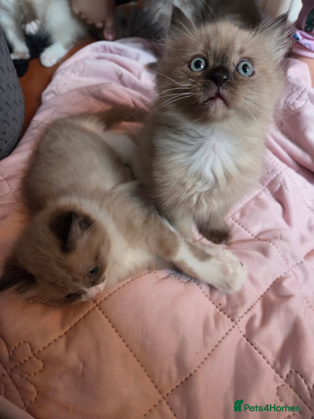 Ragdoll cats for sale: Beautiful ragdoll kittens for sale  - Advert 3