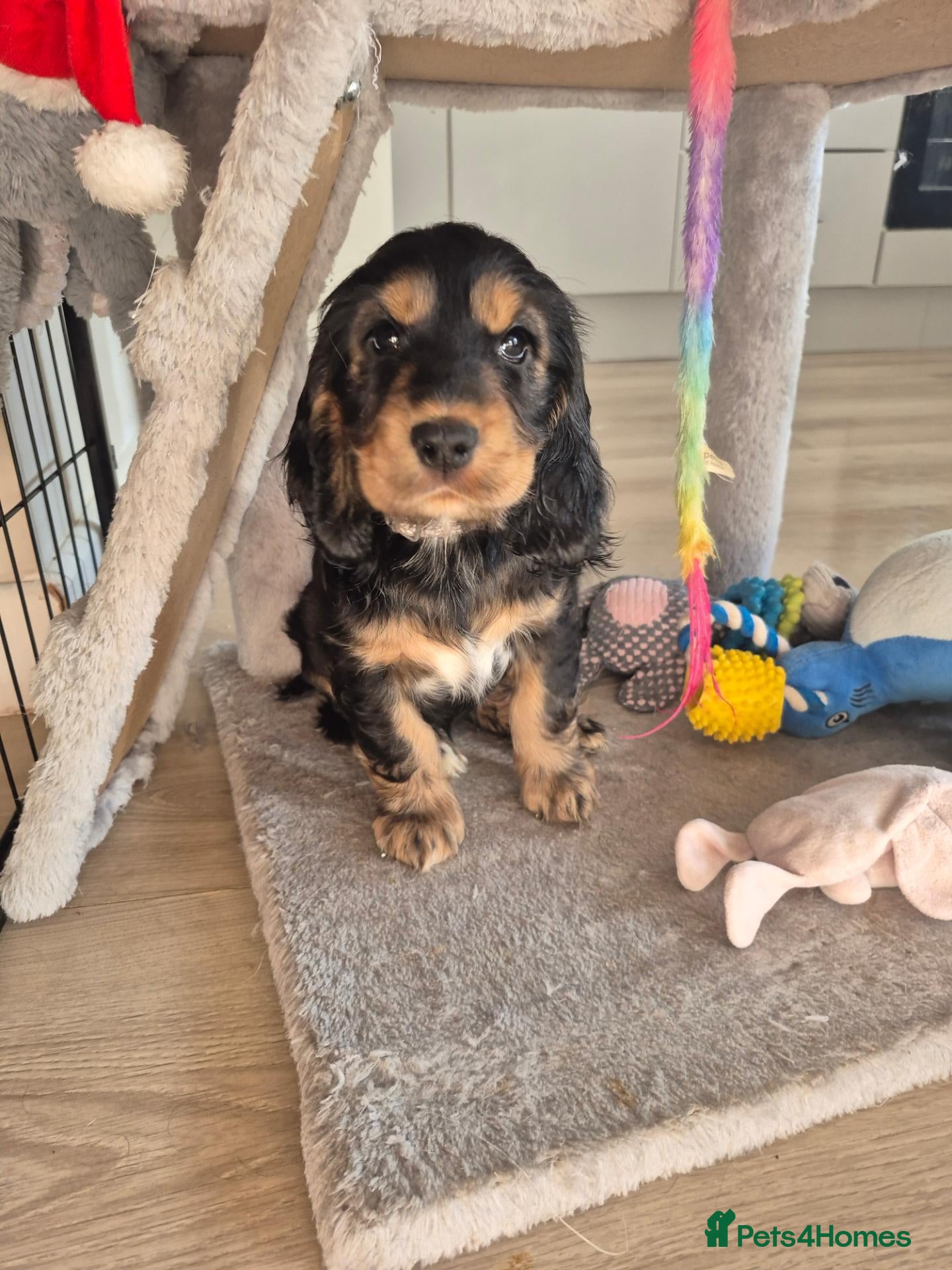 Cocker Spaniel dogs ​Gorgeous Cocker Spaniel Puppies DNA health tested - Advert 1