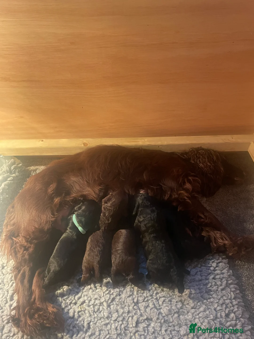 Cocker Spaniel dogs for sale: Working cocker spaniel puppies - Advert 2