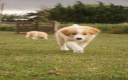 Border Collie dogs for sale: Gold/white KC reg health tested Border Collies in Boston - Image 7