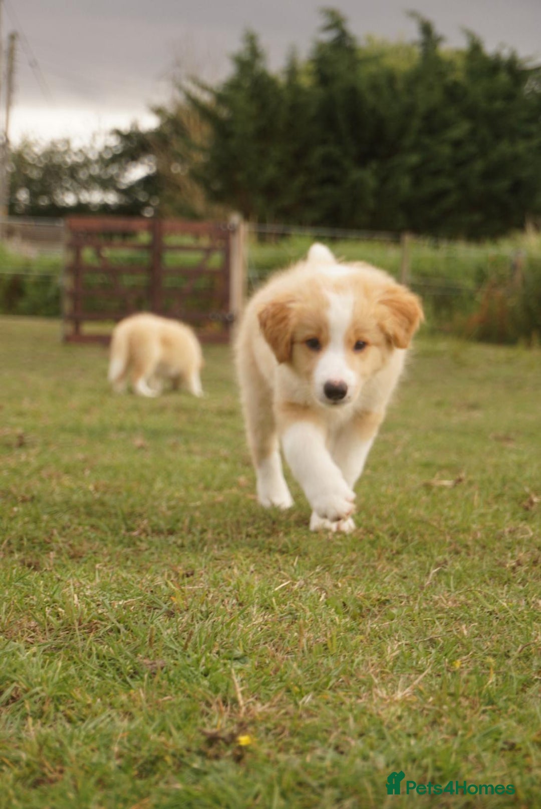Border Collie dogs for sale: Gold/white KC reg health tested Border Collies in Boston - Image 7