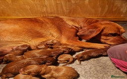 Labradoodle dogs for sale: Miniature dark fox red labradoodles - Image 10