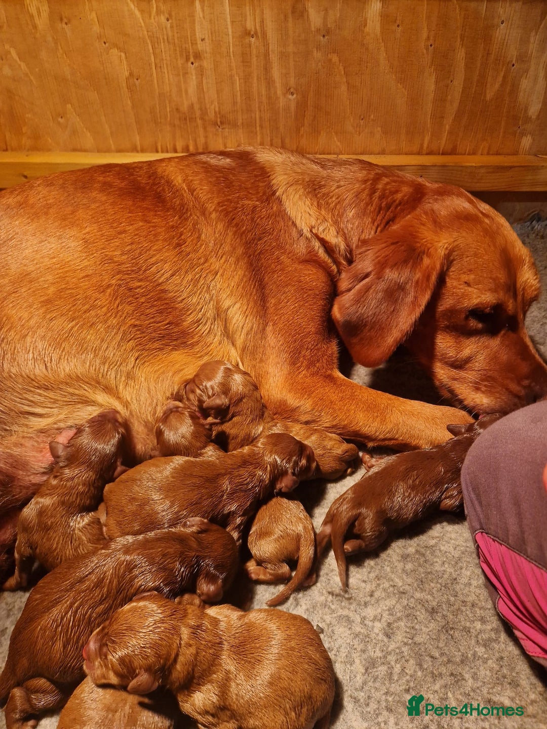 Labradoodle dogs for sale: Miniature dark fox red labradoodles - Image 10