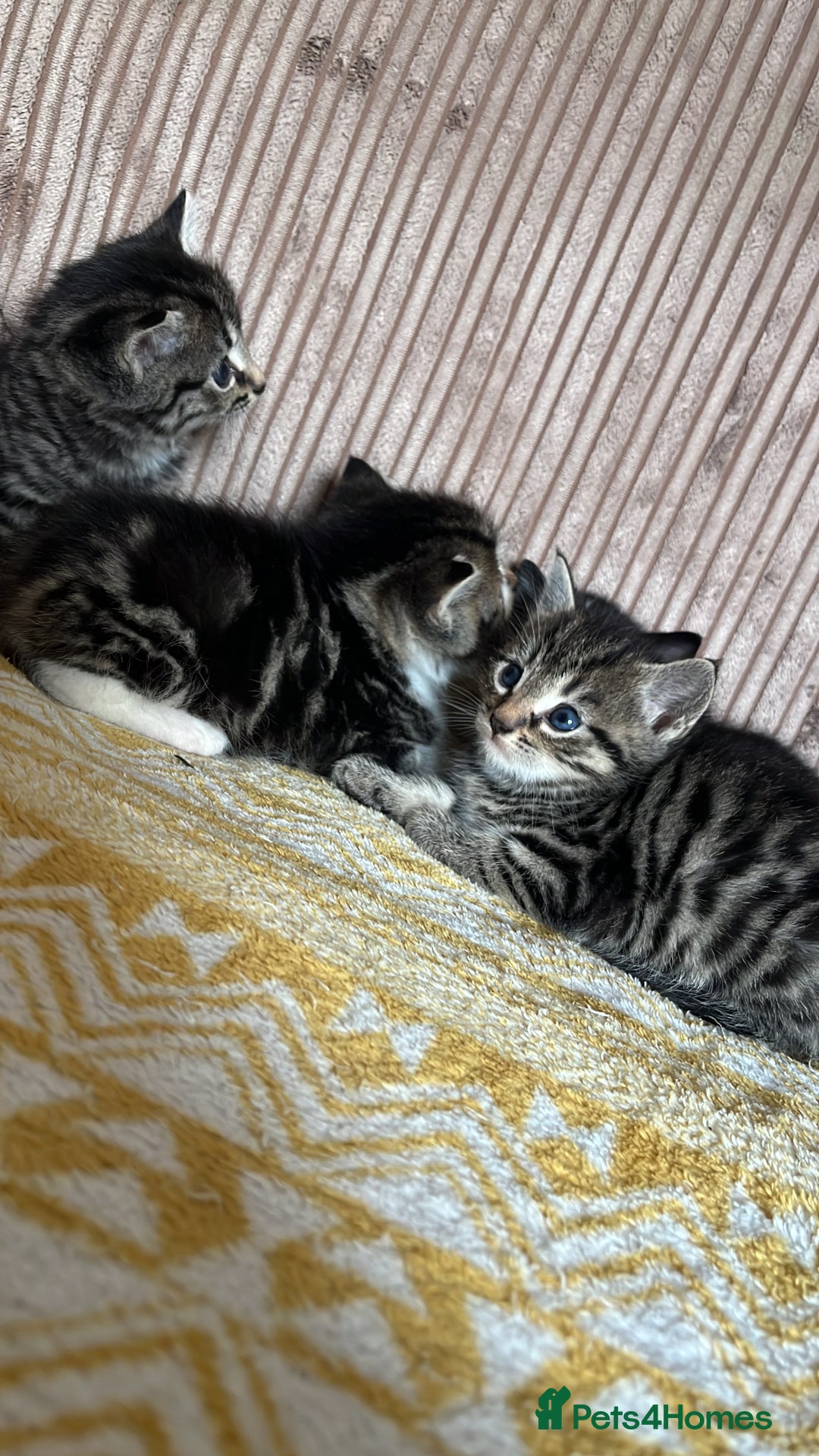 Mixed Breed cats for sale: Calico tabbies  - Advert 3