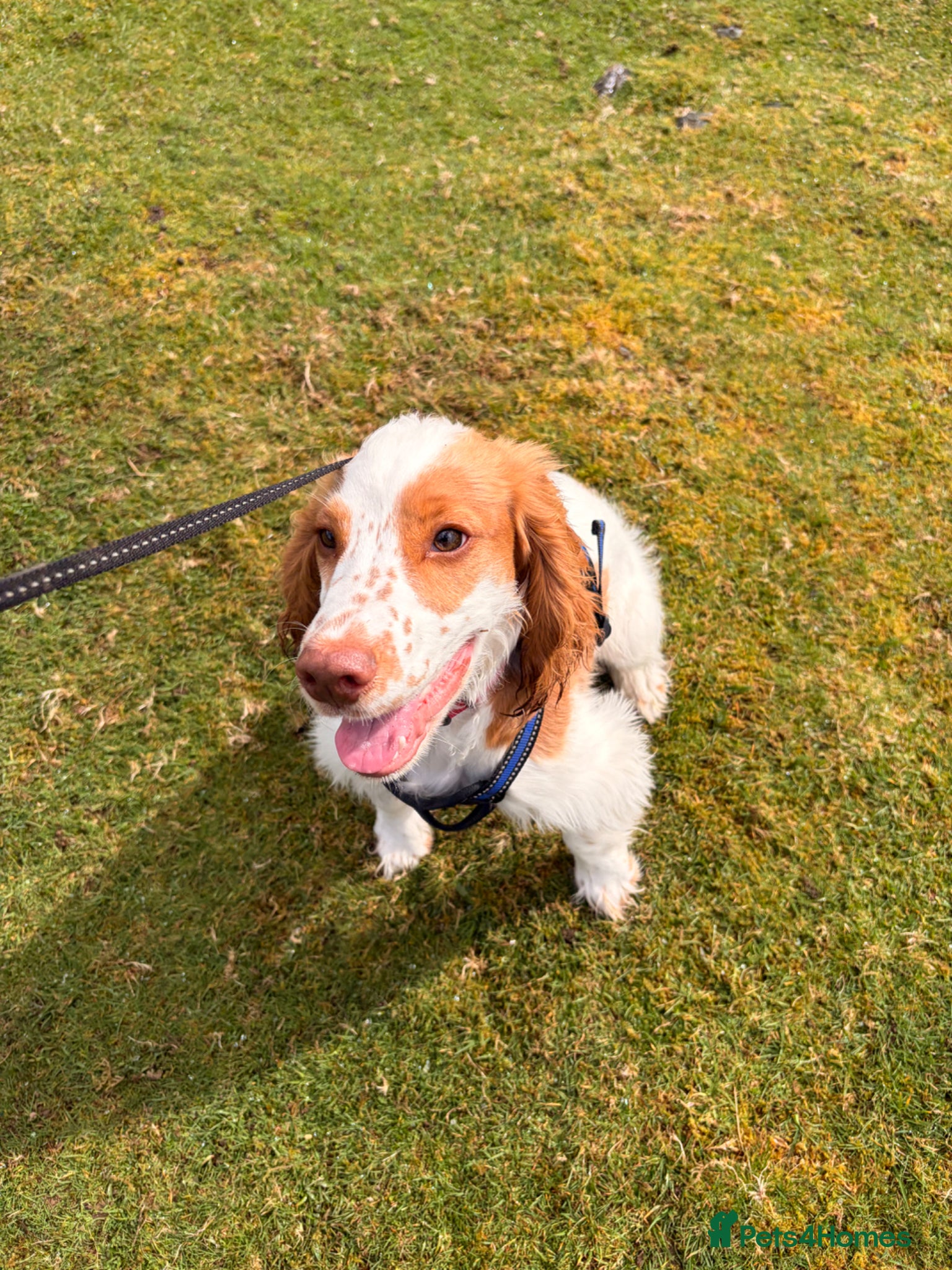 Cocker Spaniel dogs Urgent Quick Sale - 7 Month Cocker Spaniel - Advert 3