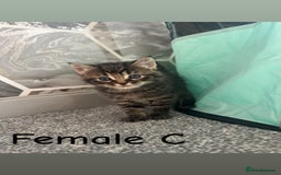 British Shorthair cats for sale: ✨Adorable kittens looking for their forever homes✨ - Image 7