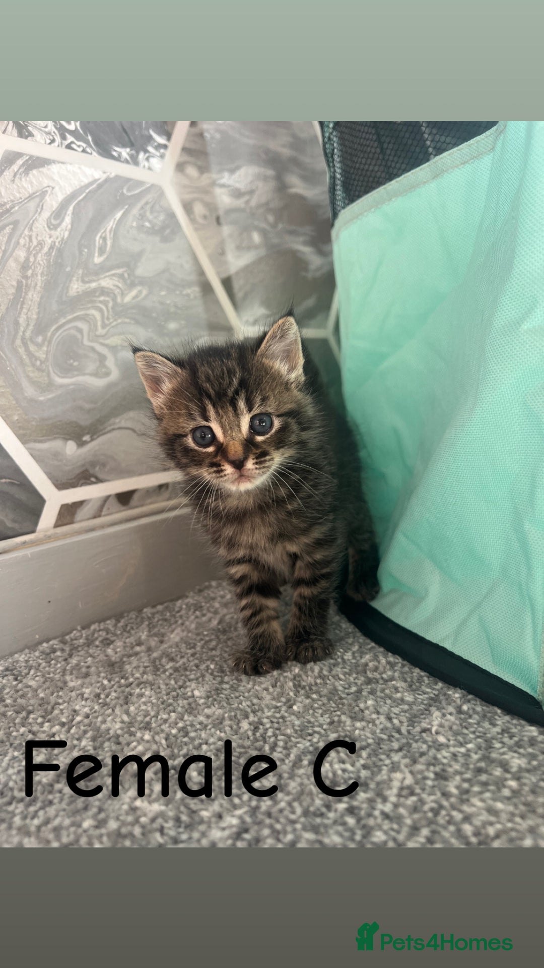 British Shorthair cats for sale: ✨Adorable kittens looking for their forever homes✨ - Image 7