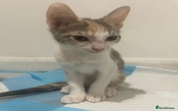 British Shorthair cats for sale: Tabby Kittens for sale - Image 7