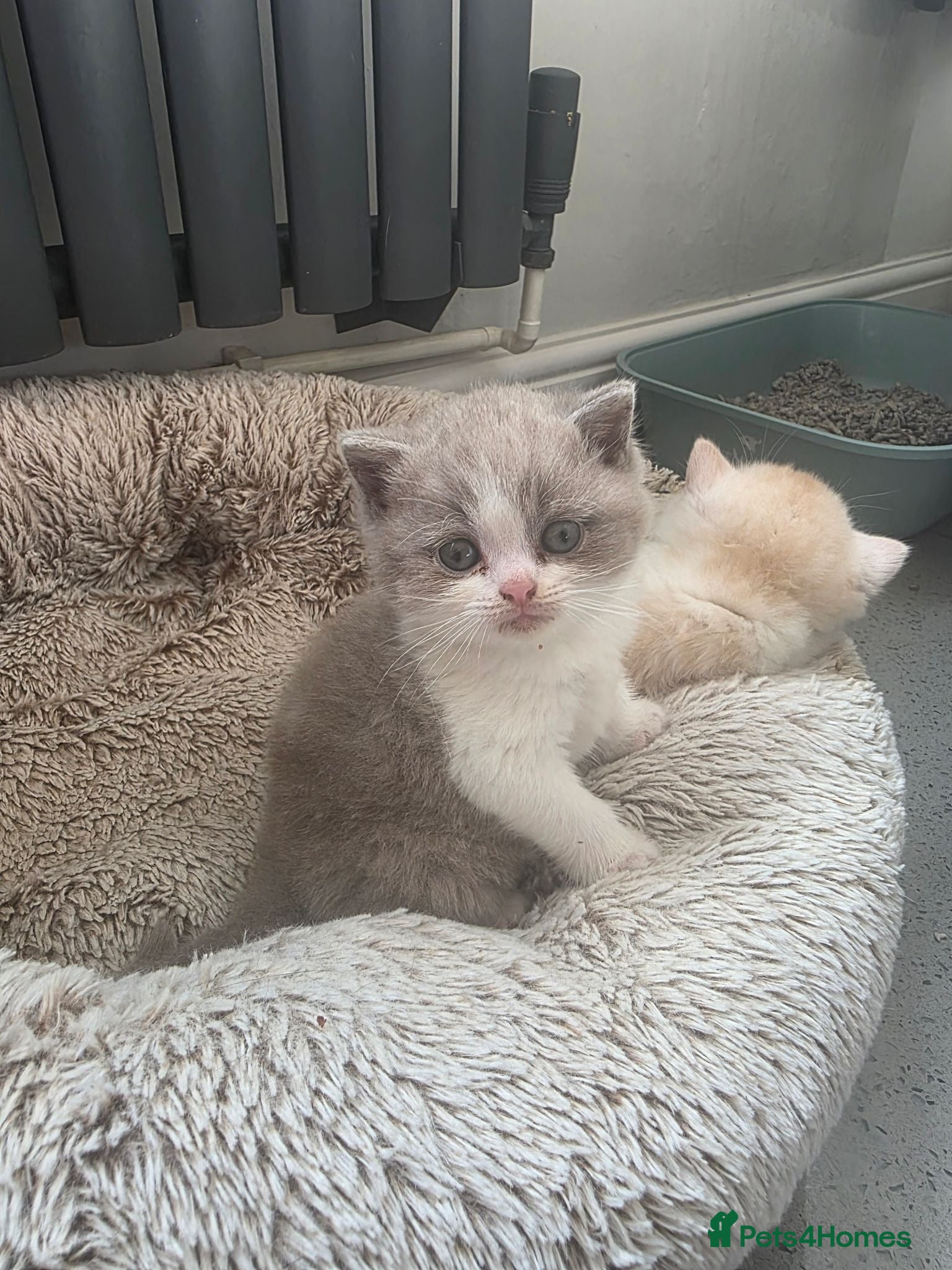 British Shorthair cats Two Stunning Boys ready to reserve  - Advert 2