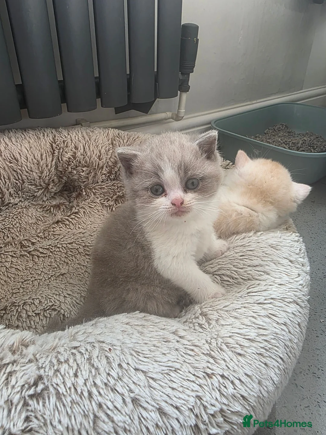 British Shorthair cats for sale: Two Stunning Boys ready to reserve  - Advert 2