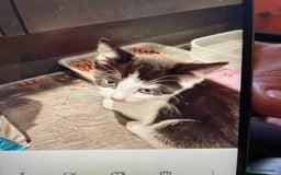 British Shorthair cats for sale: Kittens - Image 3