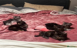 Maine Coon cats for sale: Beautiful Maine coon kittens  - Advert 12