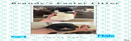 German Shorthaired Pointer dogs for sale: Stunning example of KC German Shorthaired Pointers in Tredegar - Advert 40