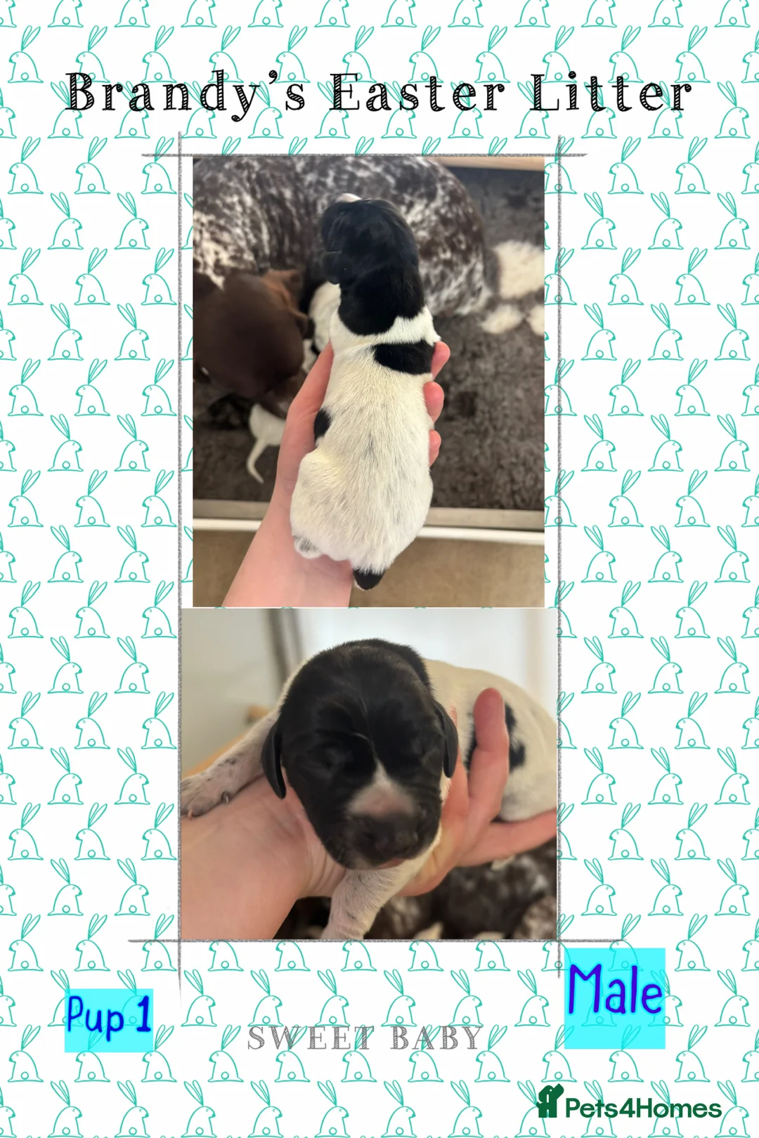 German Shorthaired Pointer dogs for sale: Stunning example of KC German Shorthaired Pointers in Tredegar - Advert 40