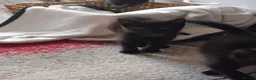 Mixed Breed cats for sale: Kittens looking for homes in Daventry - Advert 4